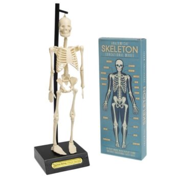 Anatomiczny model szkieletu na podstawce z podpórką dla małego odkrywcy beżowy plastikowy. Rex London Anatomiczny model szkieletu